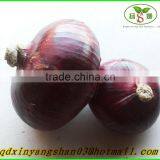 (CHINA RED ONION OFFER ) Red Onion /Fresh Onion