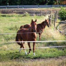 (electric Fence) Electric Poly Tape Width 40mm for Horses in Brazil thumbnail-3