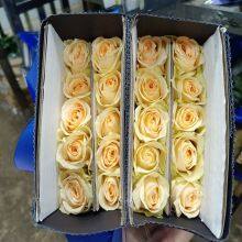 Natural Fresh China Rose Bouquet Fresh Cut Flower Best Quality Grade a Decorative 20PCS/Bundle thumbnail-2