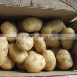 2015 New Crop of the Potato With Lowest Price thumbnail-6