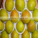 Expand Tubular Foam Sox Net thumbnail-3