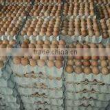 fresh table eggs