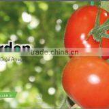 Tomato thumbnail-2