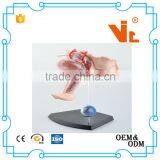 V-HM10 4D MASTER Female Uterus Model thumbnail-2
