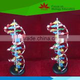 Best selling Component of DNA double helix model