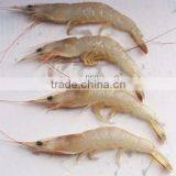 Frozen Fresh White Shrimp thumbnail-1