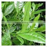 EGCG/ECG/EC Green Tea Extract/P.E With ISO HACCP HALAL Kosher thumbnail-3