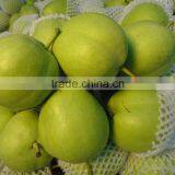 Chinese Fresh Early su Pear With Best Price for Export thumbnail-2