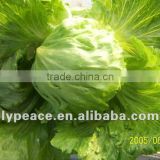 chinese cabbages for dehydrated food spices in life