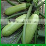 SQ02 JIngying No.1 f1 hybrid light green squash seeds, hybrid seeds