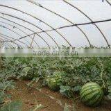 Tunnel Greenhouse Film Cover Low Cost Agricultural Farm Steel Frame Comercial Green House Single Span thumbnail-2