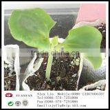 Landscape Gardening pp Nonwoven Fabrics Used To Protect the Plant Roots thumbnail-6