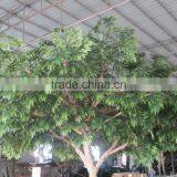 Fake Acacia Rachii Tree for Sale,Fake Green Tree Manufacturer in China thumbnail-3
