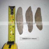 Isostichopus Fuscus thumbnail-1