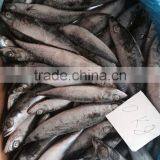 Frozen Pacific Mackerel thumbnail-4