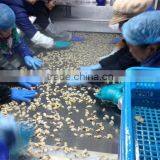 Frozen Short Clam Meat Treated thumbnail-6