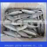 Frozen Mackerel Whole Round thumbnail-1