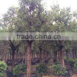 Ficus Lacor thumbnail-2