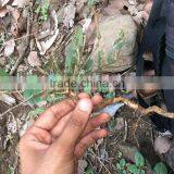 Xian Mao (Curculigo Rhizome) thumbnail-5