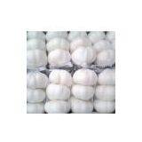 Pure White Garlic 5.0cm thumbnail-1