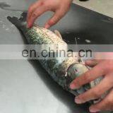 Electric Fish Killing Machine High Speed Fish Killing Machine Stainless Steel Fish Killing Machine thumbnail-1