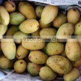 Fresh Yellow Mango With High Quality/ Large Quantity/ Best Price Vietnam thumbnail-2