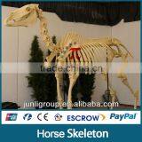 JLDF-G-0022 Life Size Museum Quality Horse Skeleton