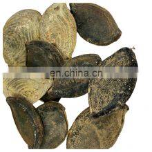 5-8cm Black Brown Conch Murex Ramosus AD BQF Dry Shellfish DRIED MUREX OPERCULUM For Perfume Application thumbnail-2
