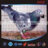RFID Pigeon Ring for Mega System thumbnail-4