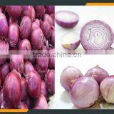 Onion Peeling Machine thumbnail-2