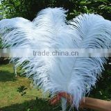 Best price natural ostrich plumes, decorative ostrich feathers wholesale