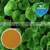 Herb Medicine Centella Asiatica Extract / Asiaticosides