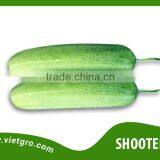 High Yield F1 Hybrid Cucumber Seed - SHOOTER 02 thumbnail-1