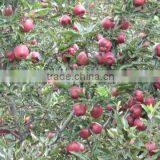 Red Delicious thumbnail-1
