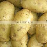 farm fresh potato(good quality)