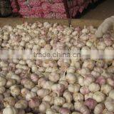 New Garlic Crop--Spice Vegetable thumbnail-3