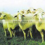 Feed Grade Concentrated Soy Protein thumbnail-1