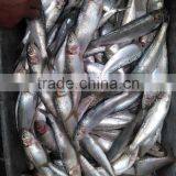 New Frozen Sardine in Fish 6-8 8-10 Pcs /kg thumbnail-4