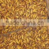 Food Of Human Frozen Silkworm Chrysalis thumbnail-1