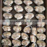 VACCUM FROZEN CLAM WITH SHELL FOR CHINA LOCAL MATERIALS thumbnail-2