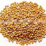 Yellow Mustard Seeds Whole thumbnail-1