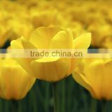 Factory hot selling tulip floral arrangements