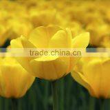 Best Quality Manufacture Red Tulip thumbnail-1