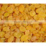 Yellow Sultana Raisin thumbnail-1