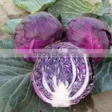 Health Food Ingredient Plant Extract Red Cabbage Color