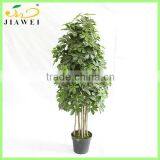 Decorative Indoor Tree Plants