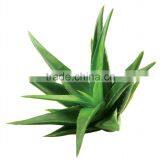 Popular Health Food 2016 NEW thumbnail-2