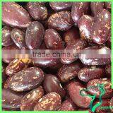 Dried Black Purple Speckled Kidney Beans