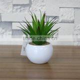 White Potted Mini Succulent Plants Bonsai thumbnail-3