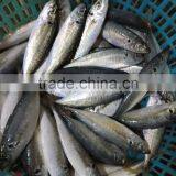 Frozen Horse Mackerel Fresh Seafood Small Eye Horse Mackerel thumbnail-2